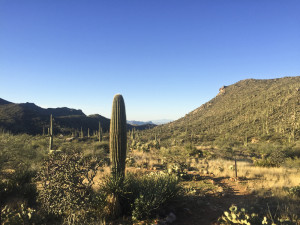 The Dove Mountain Trails are picturesque.